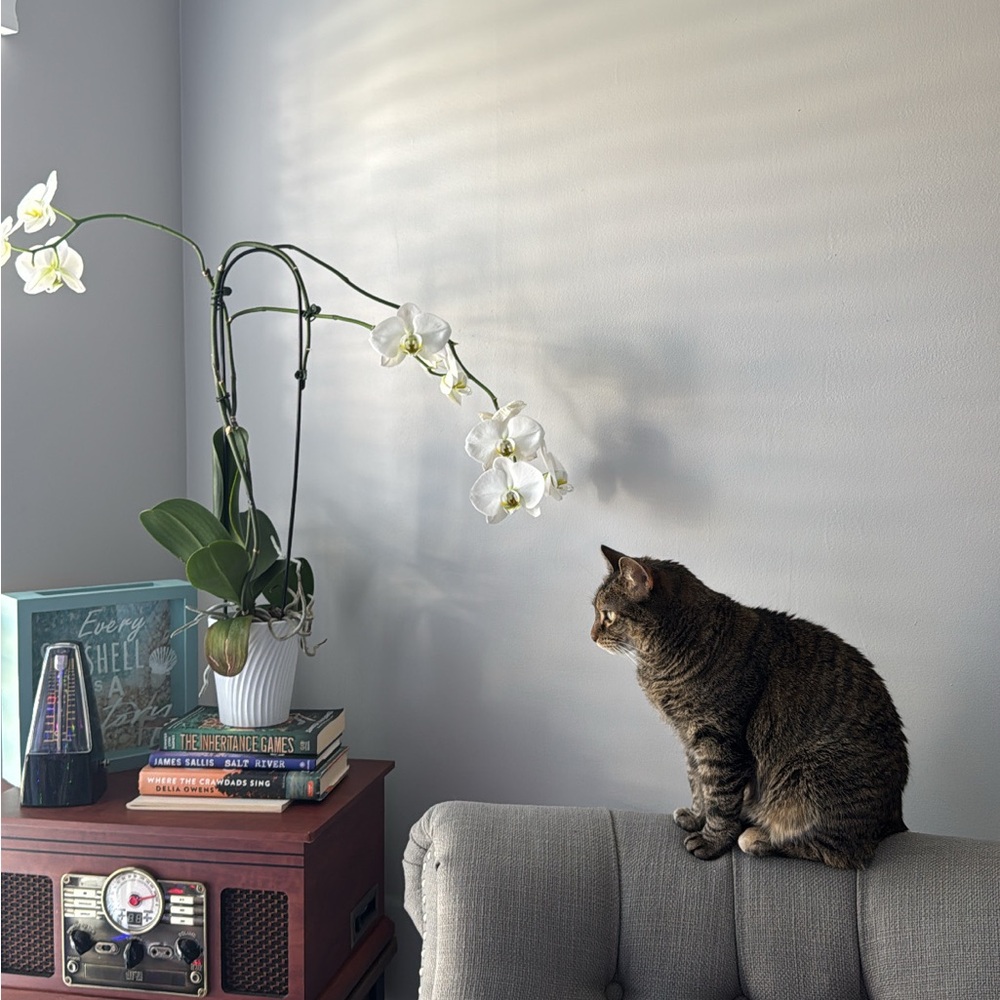 Meet your Posher, Jade